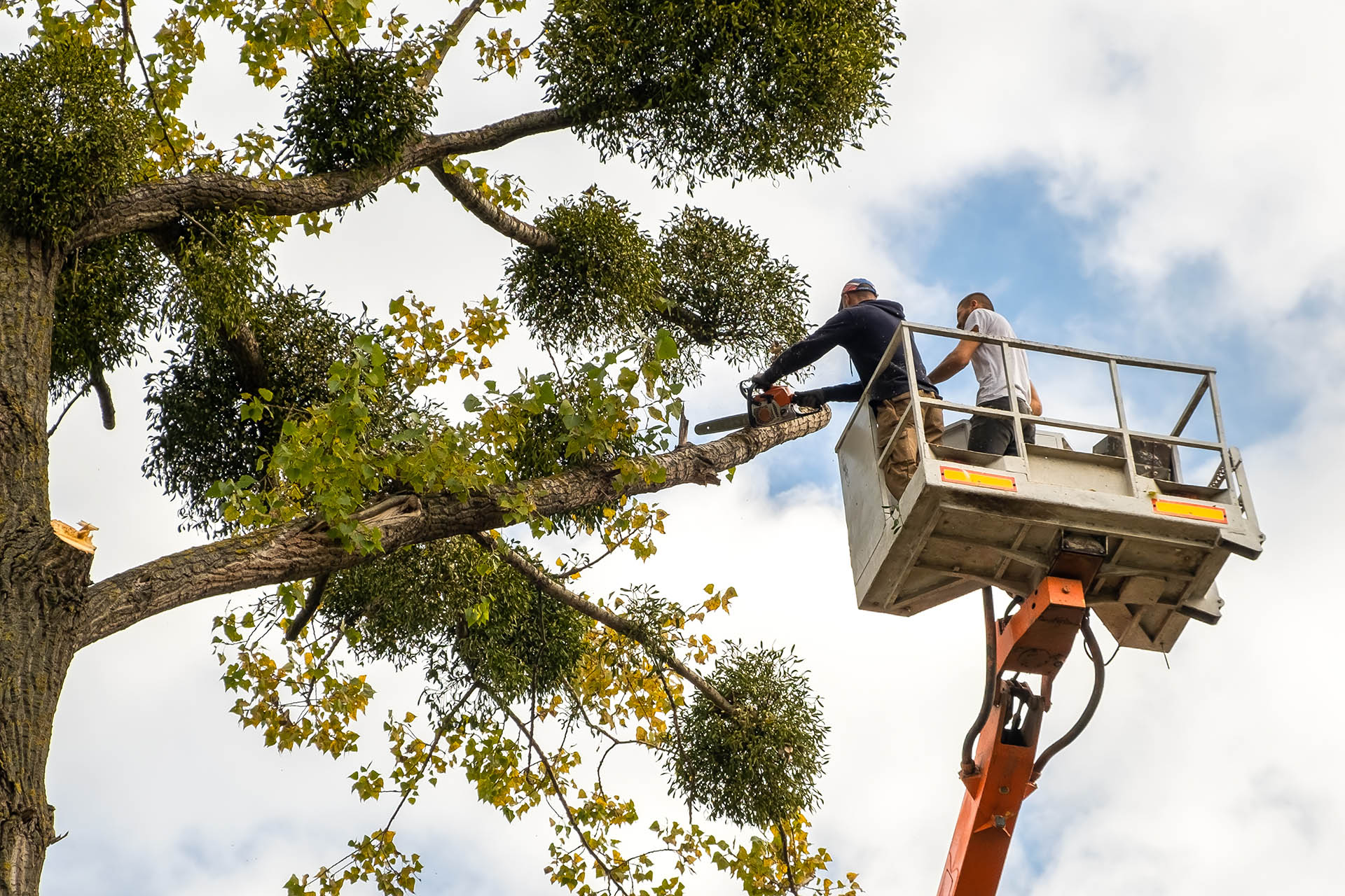 Tree Tactics in Fortuna, CA (2)