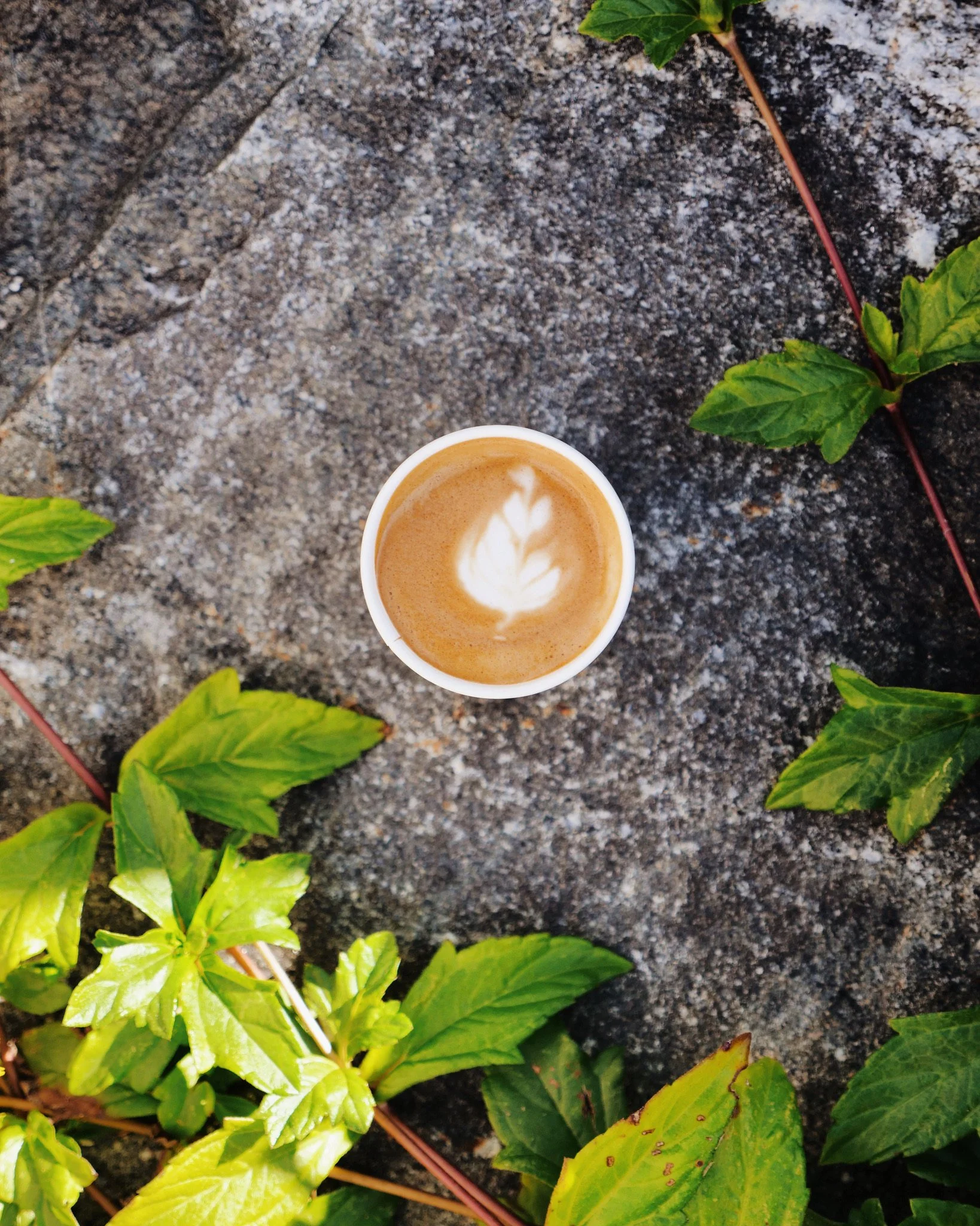 Ragga Bean Coffee Co. in St. Augustine, FL (5)