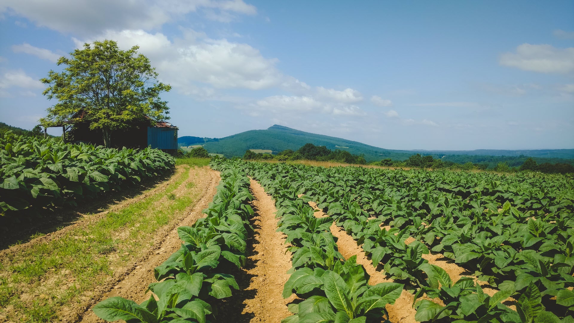 AgSouth Farm Credit in Yadkinville, NC (2)