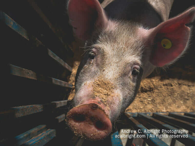 Solanco Fair Association in Quarryville, PA (5)