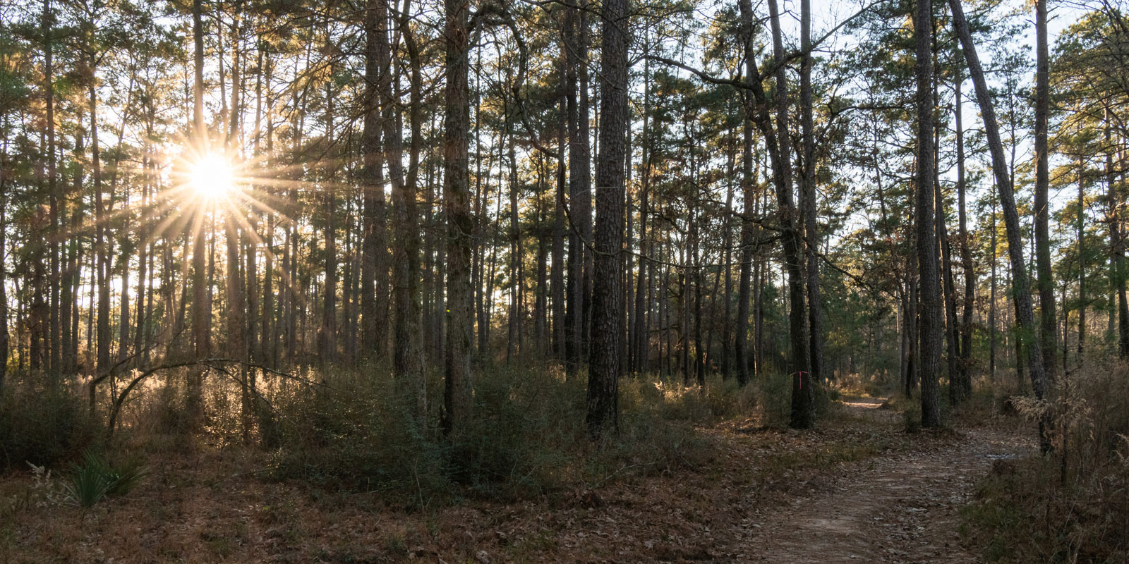 Royalty Ranch & Real Estate in Silsbee, TX (3)