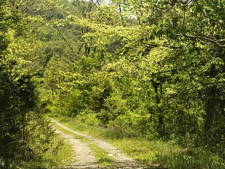 SmallTown Hunting Properties & Real Estate in Flora, MS