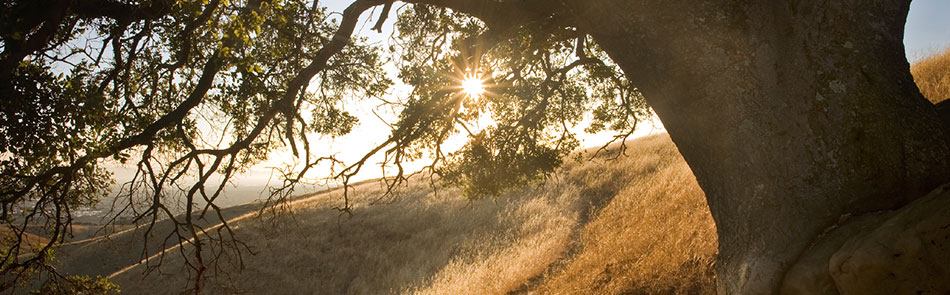 AJB Law Group in Lafayette, CA