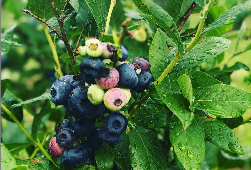 Lapacek's Orchard in Poynette, WI
