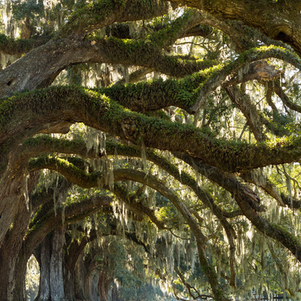 Megan Feight, Maxey Blackstream Christie’s International Real Estate in Beaufort, SC (3)