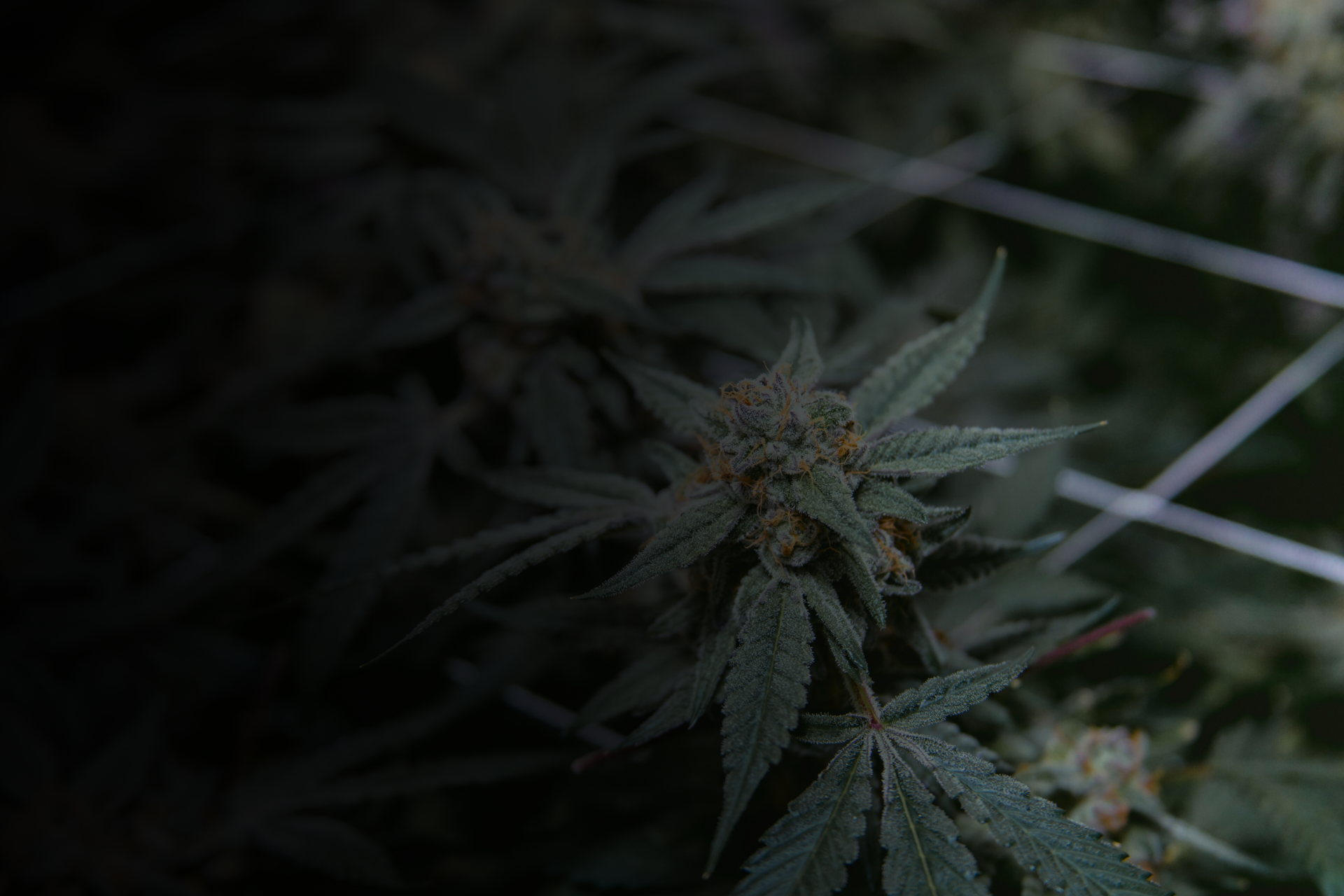 Dubs Green Garden - Cannabis Delivery Only in Paso Robles, CA