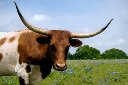 Faske Lay & Co LLP in Georgetown, TX (3)