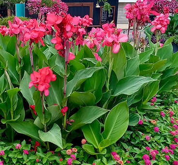 Main Street Portsmouth In Bloom in Portsmouth, OH (4)