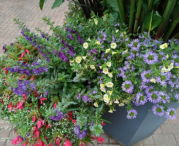 Main Street Portsmouth In Bloom in Portsmouth, OH (5)