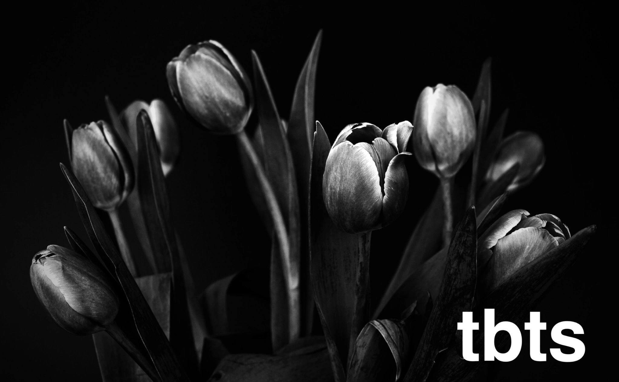 The Black Tulip Salon in Sugar Land, TX