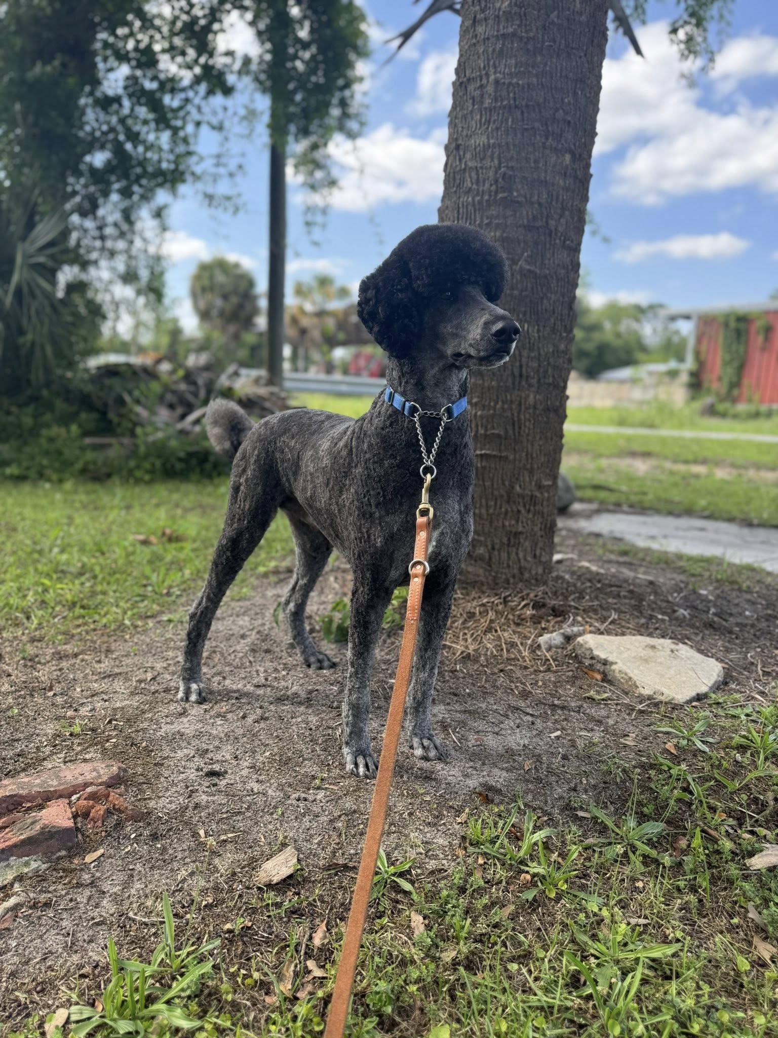 Bubbles & Kuddles pet salon in Bonifay, FL