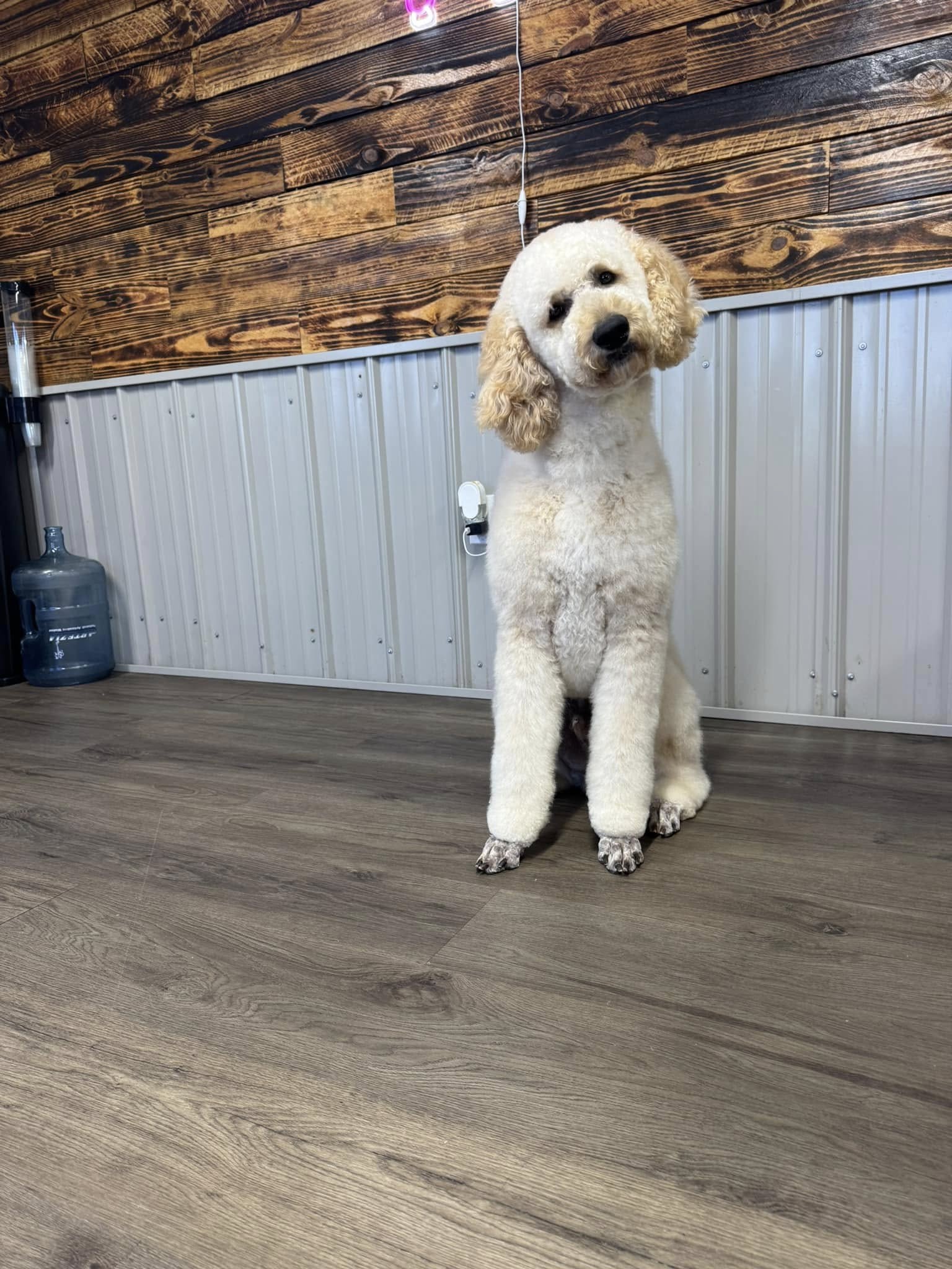 Bubbles & Kuddles pet salon in Bonifay, FL (2)