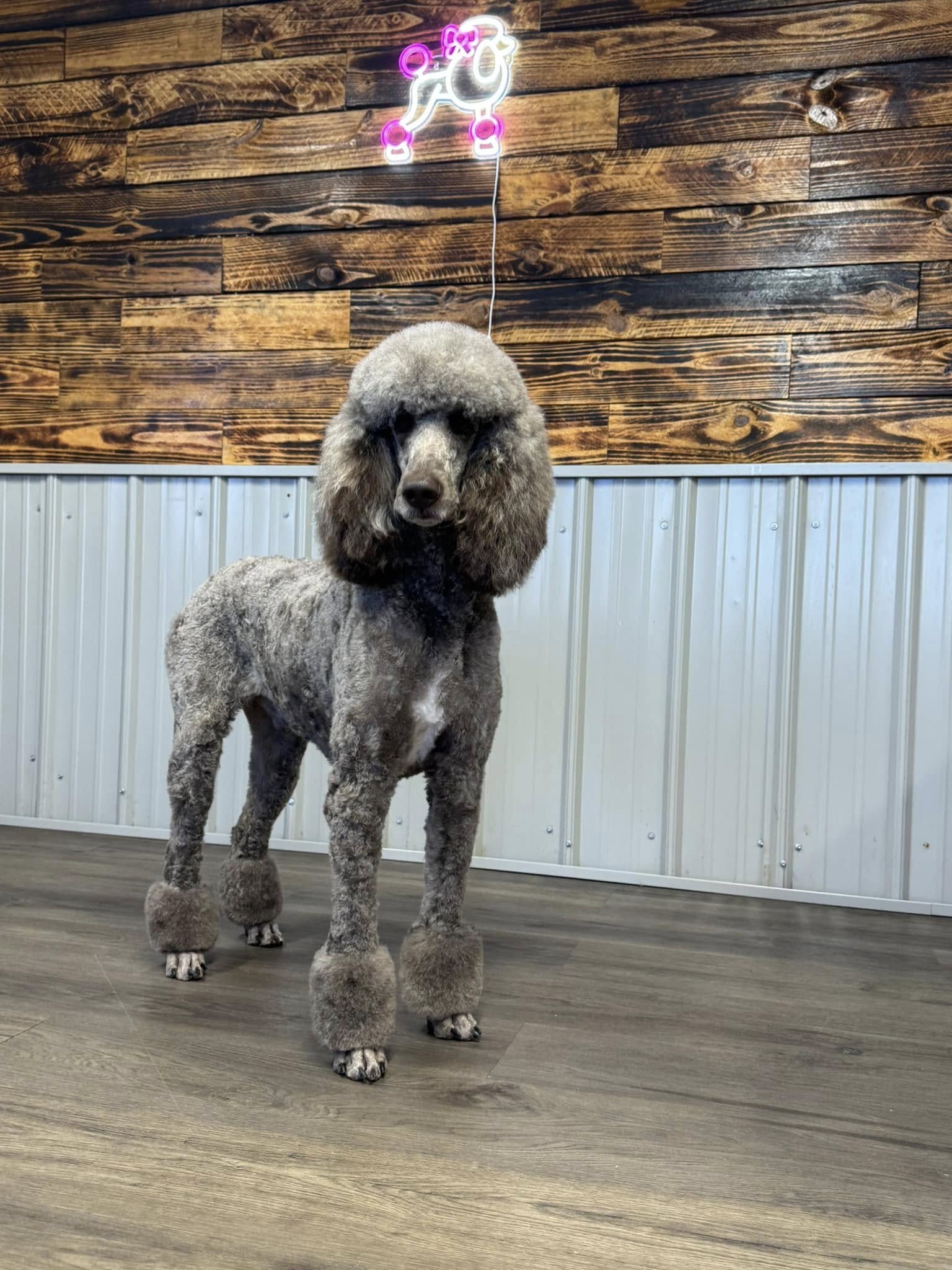 Bubbles & Kuddles pet salon in Bonifay, FL (3)