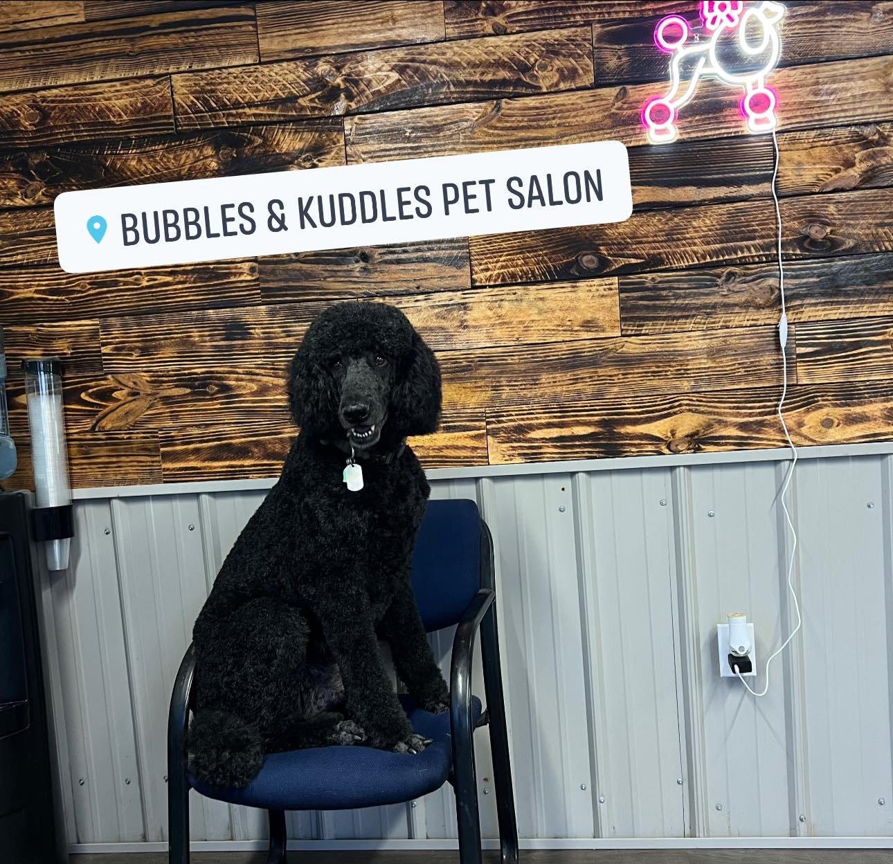 Bubbles & Kuddles pet salon in Bonifay, FL (4)