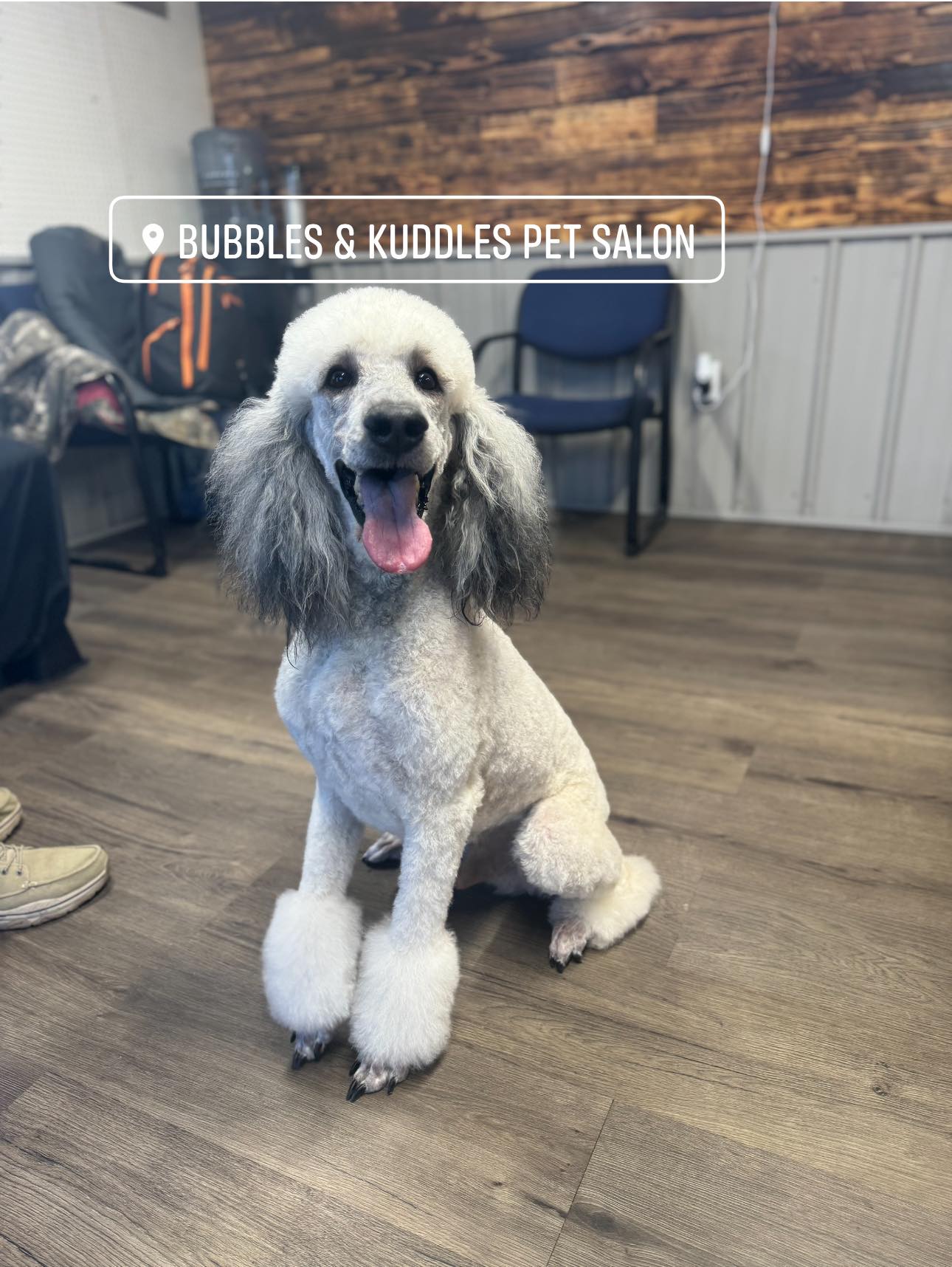 Bubbles & Kuddles pet salon in Bonifay, FL (5)