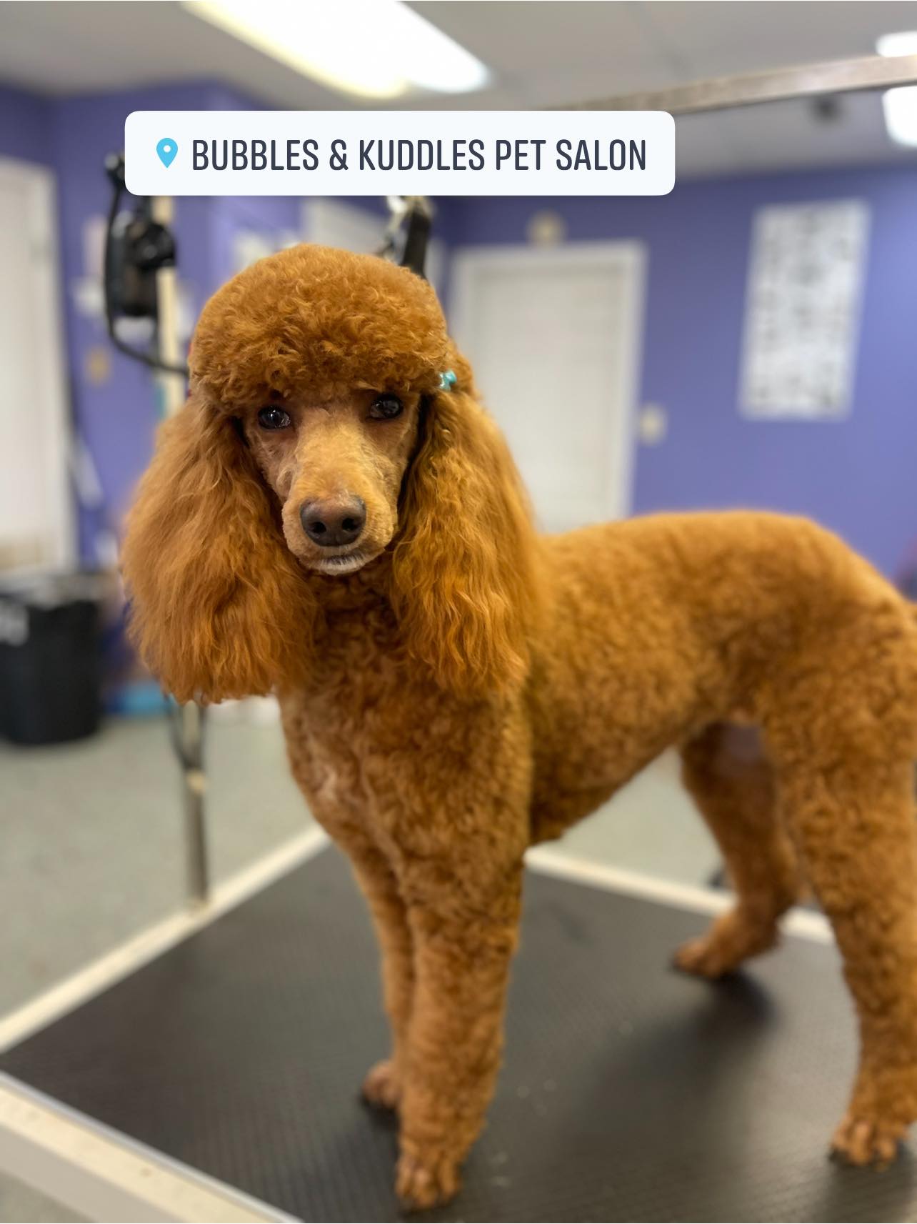 Bubbles & Kuddles pet salon in Bonifay, FL (6)
