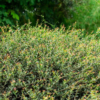 Bob Wells Nursery at Sorelle Farms in Mineola, TX (2)