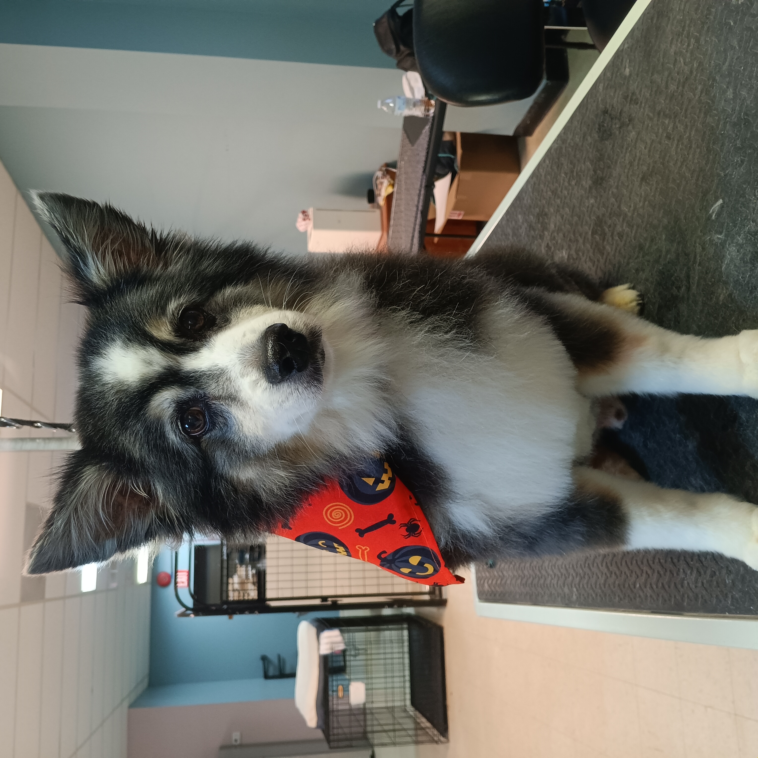 The Paw Spa in Murphy, NC (2)