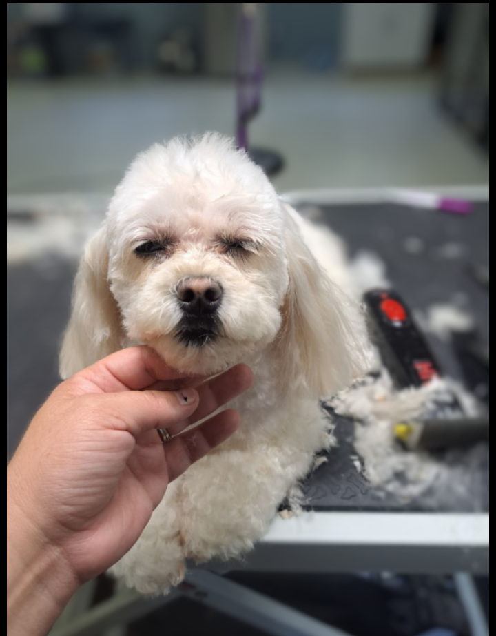The Paw Spa in Murphy, NC (3)
