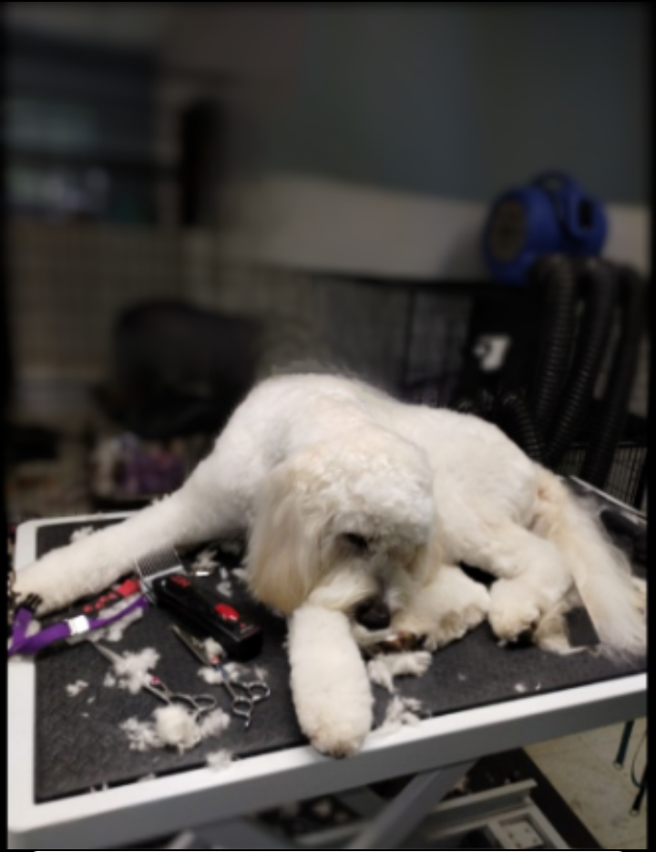 The Paw Spa in Murphy, NC (4)