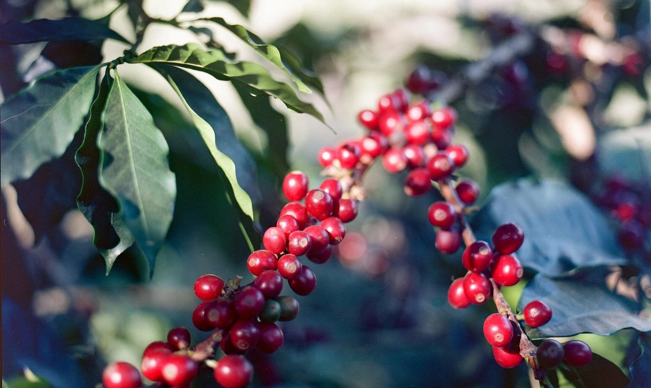 Southdown Coffee - Glen Cove in Glen Cove, NY