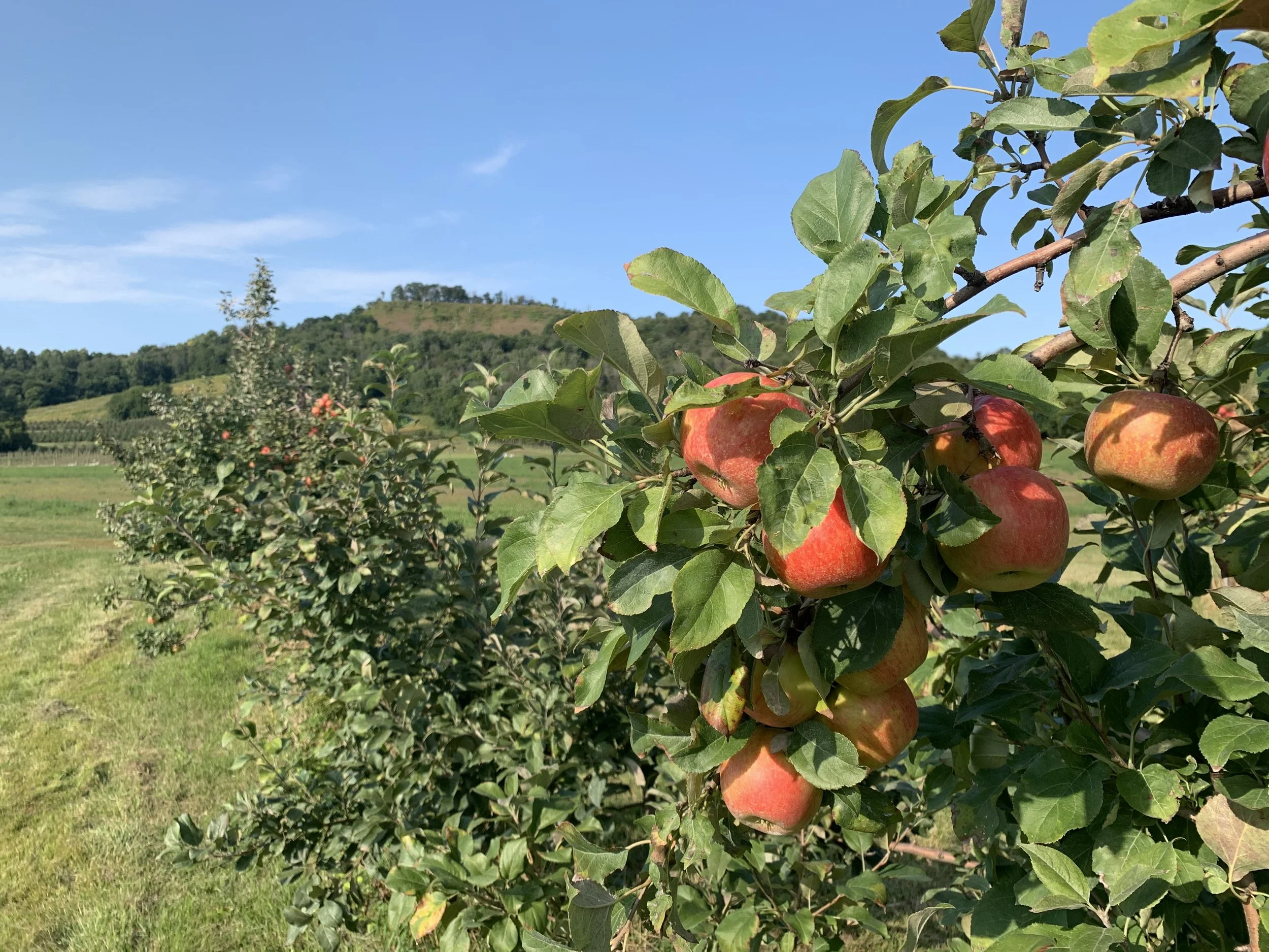Ecker's Apple Farm in Trempealeau, WI (3)