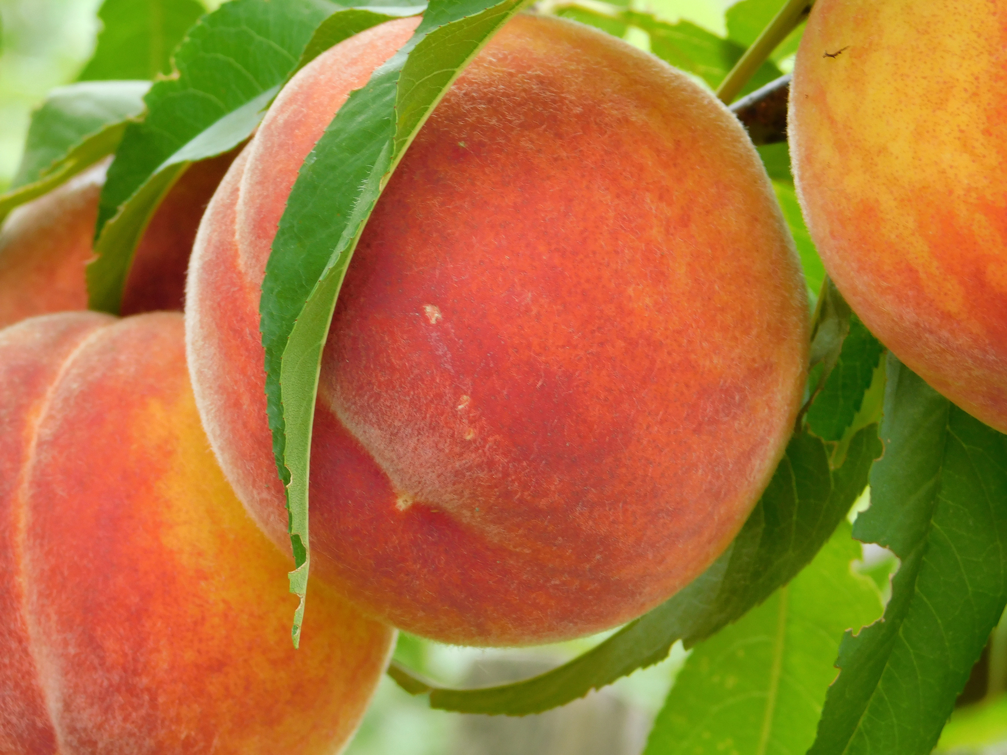 Catoctin Mountain Orchard in Thurmont, MD