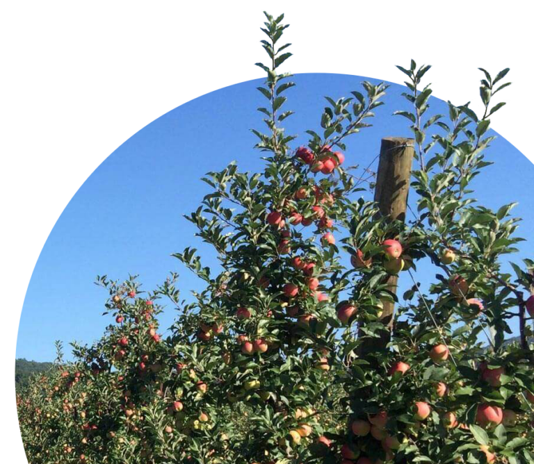Catoctin Mountain Orchard in Thurmont, MD (3)