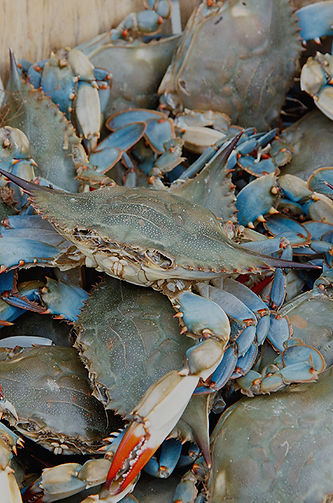 Water Street Seafood in Havre De Grace, MD (3)