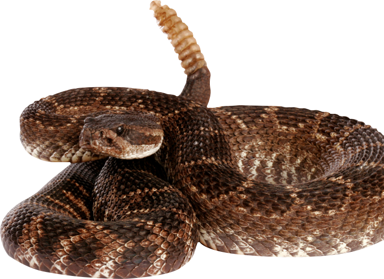 Edisto Island Serpentarium in Edisto Island, SC (4)