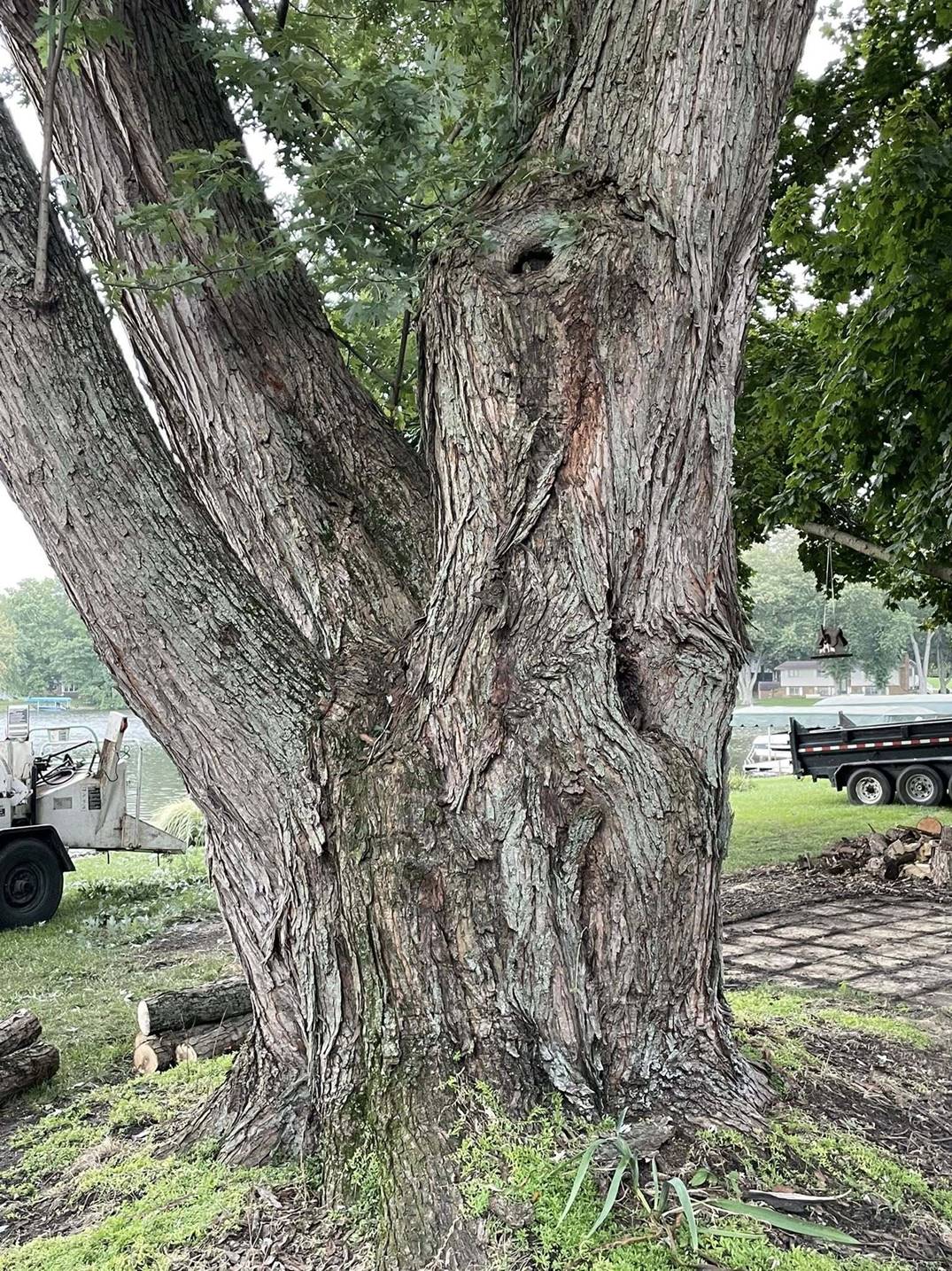 Aaron's Perfect Cut Tree Service in Kingsford Heights, IN (2)