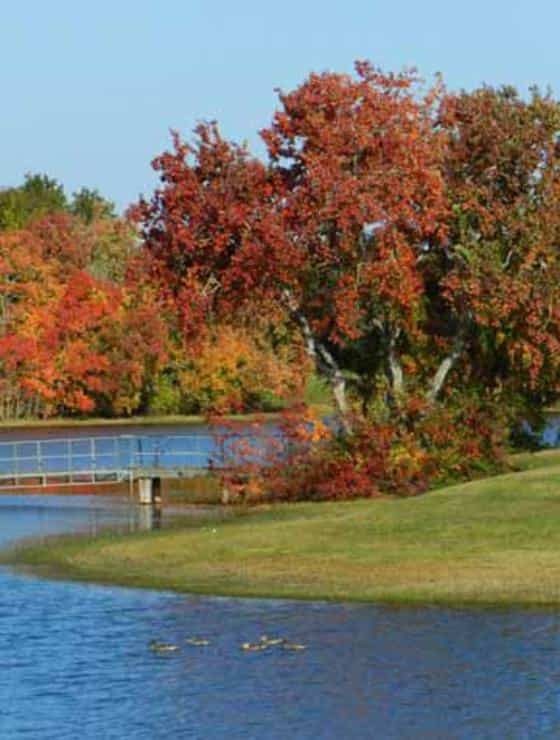 Woodbine Inn and Restaurant in Madisonville, TX (6)