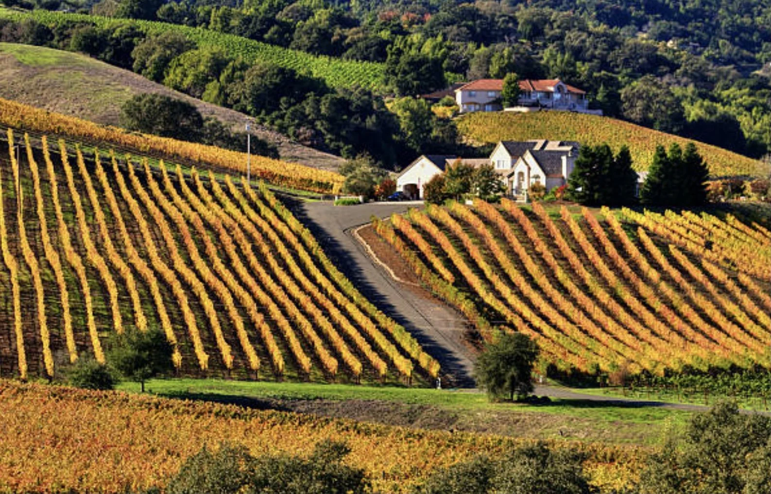 Michael Snider:Coldwell Banker Brokers Of The Valley in Napa, CA (2)