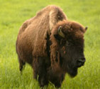 Bison Corral Gift Shop in Schellsburg, PA (5)