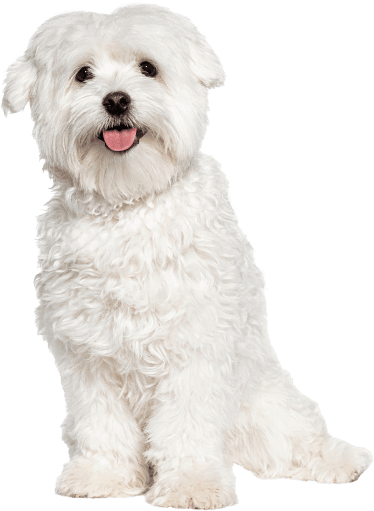 Animal Emergency Center in Watsontown, PA