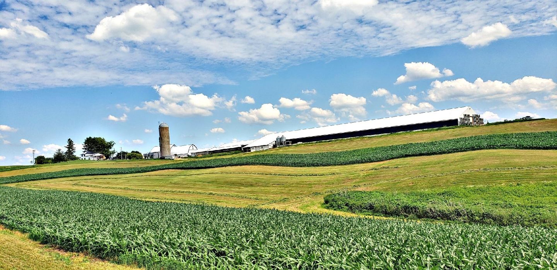 The Little Cow LLC | Wisconsin Small Farm | Microgreens | Cheeses in Wonewoc, WI