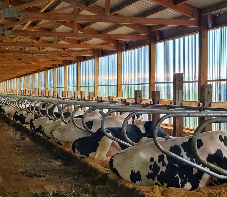 The Little Cow LLC | Wisconsin Small Farm | Microgreens | Cheeses in Wonewoc, WI (2)