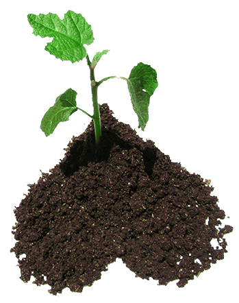 The Little Cow LLC | Wisconsin Small Farm | Microgreens | Cheeses in Wonewoc, WI (4)