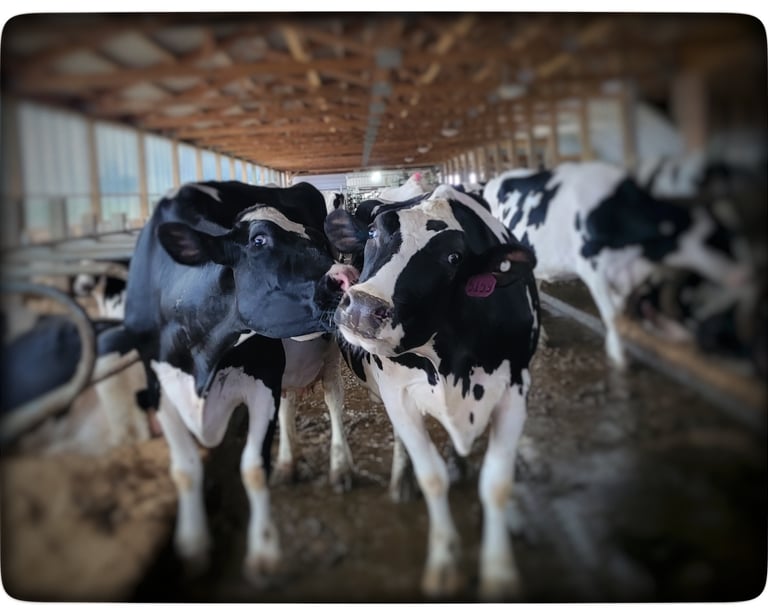 The Little Cow LLC | Wisconsin Small Farm | Microgreens | Cheeses in Wonewoc, WI (6)