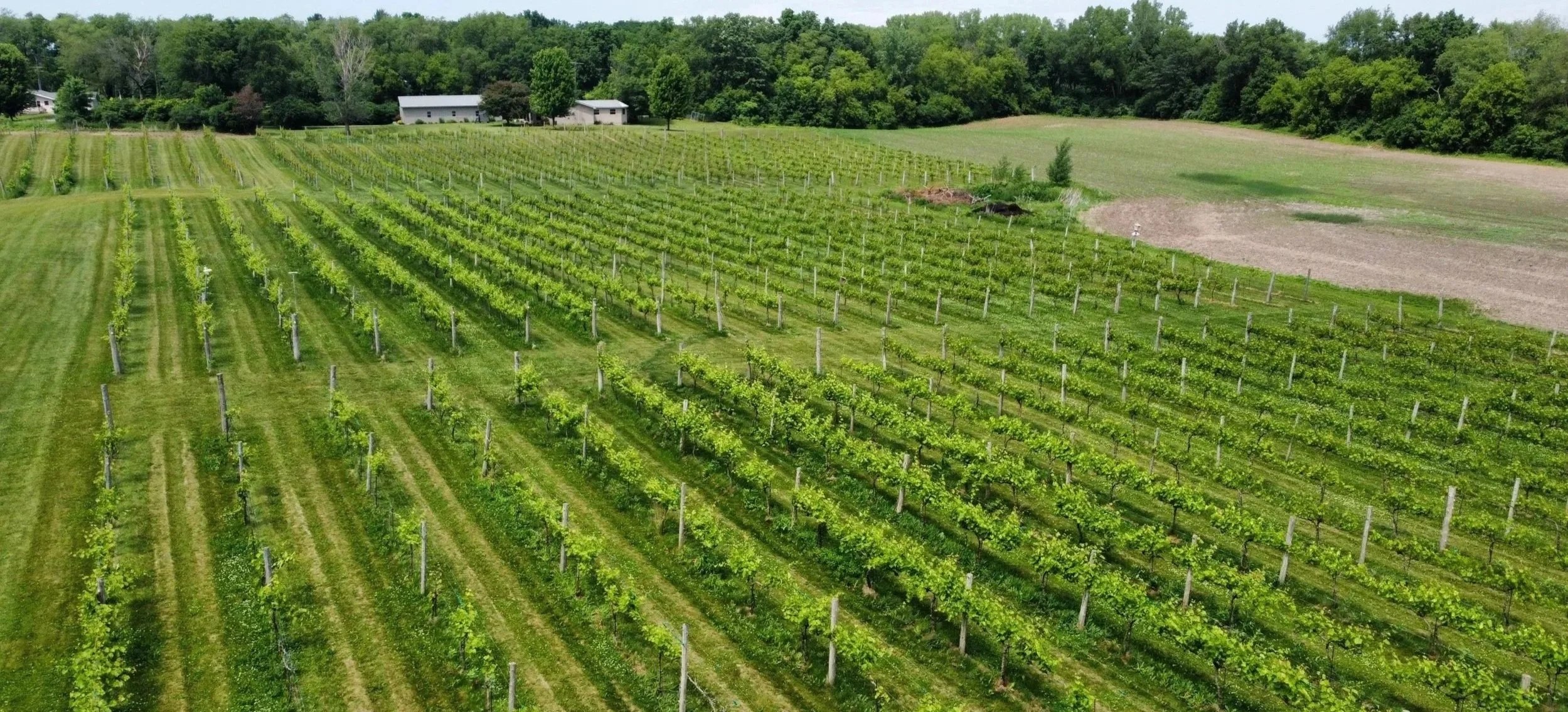 Vines & Rushes Winery in Ripon, WI