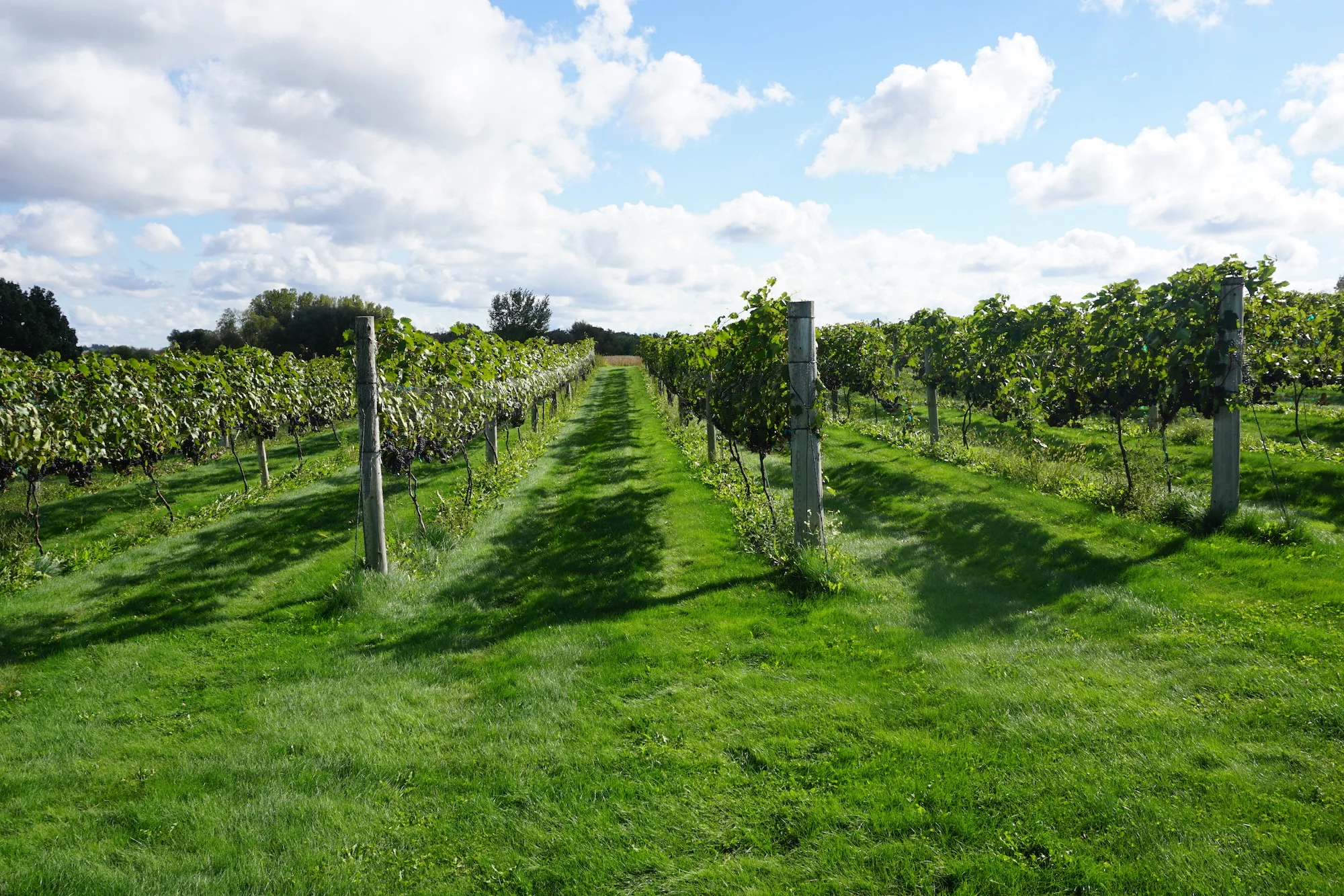 Vines & Rushes Winery in Ripon, WI (2)