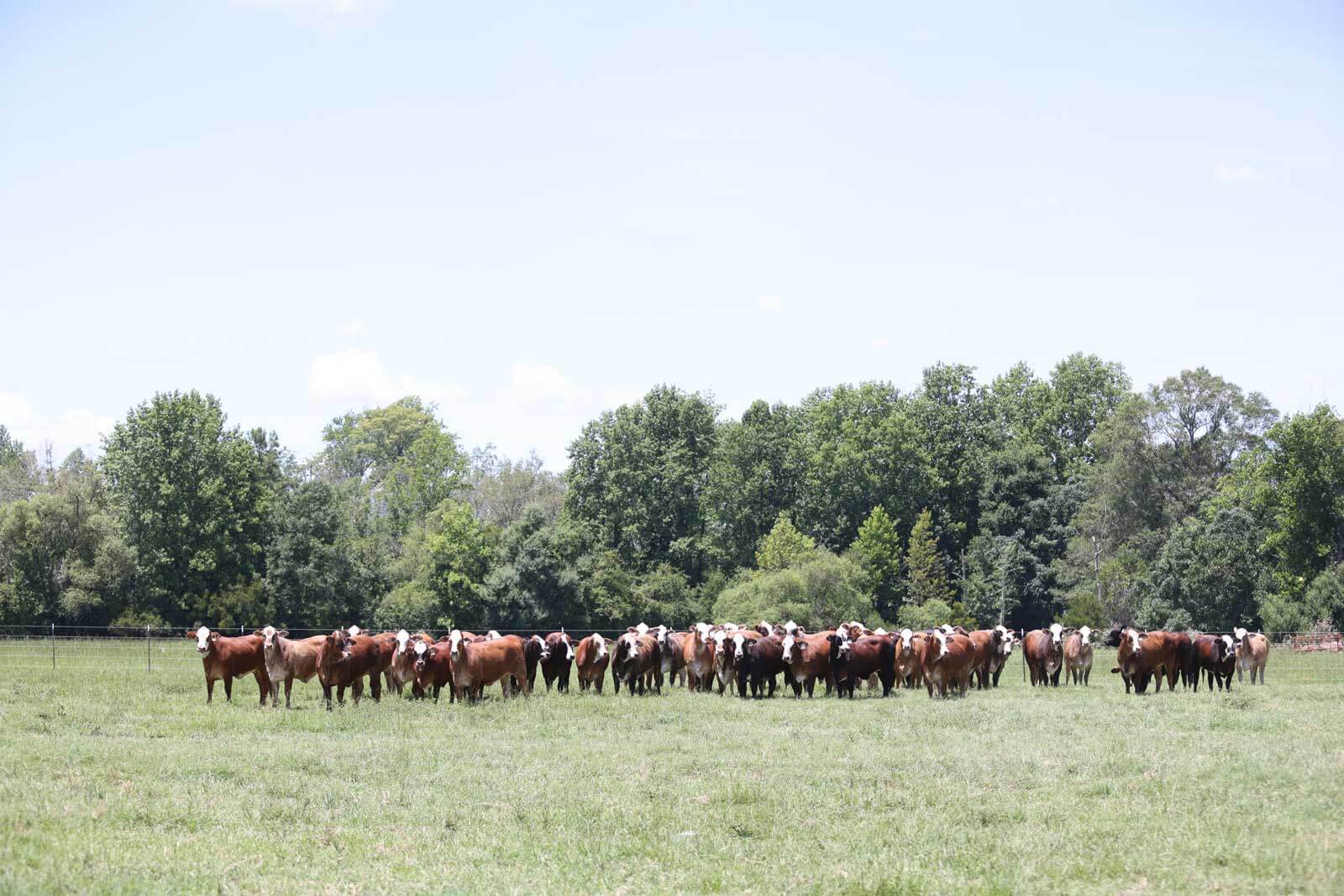 Circle F Farms in Baxley, GA
