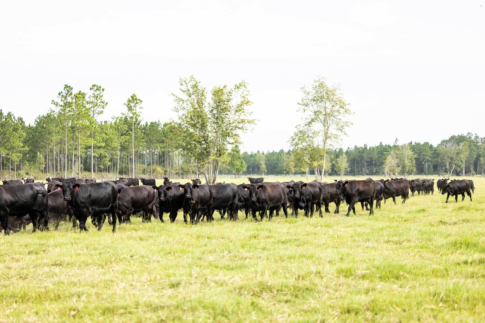 Circle F Farms in Baxley, GA (2)