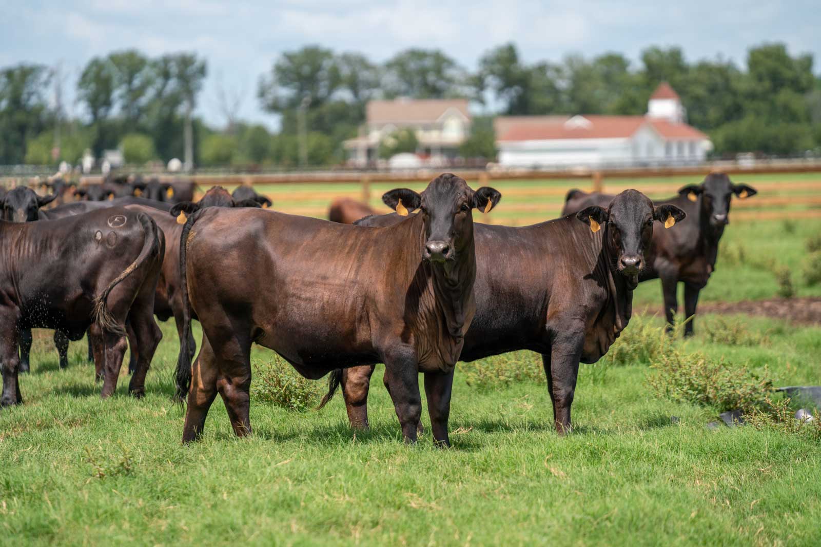 Circle F Farms in Baxley, GA (3)
