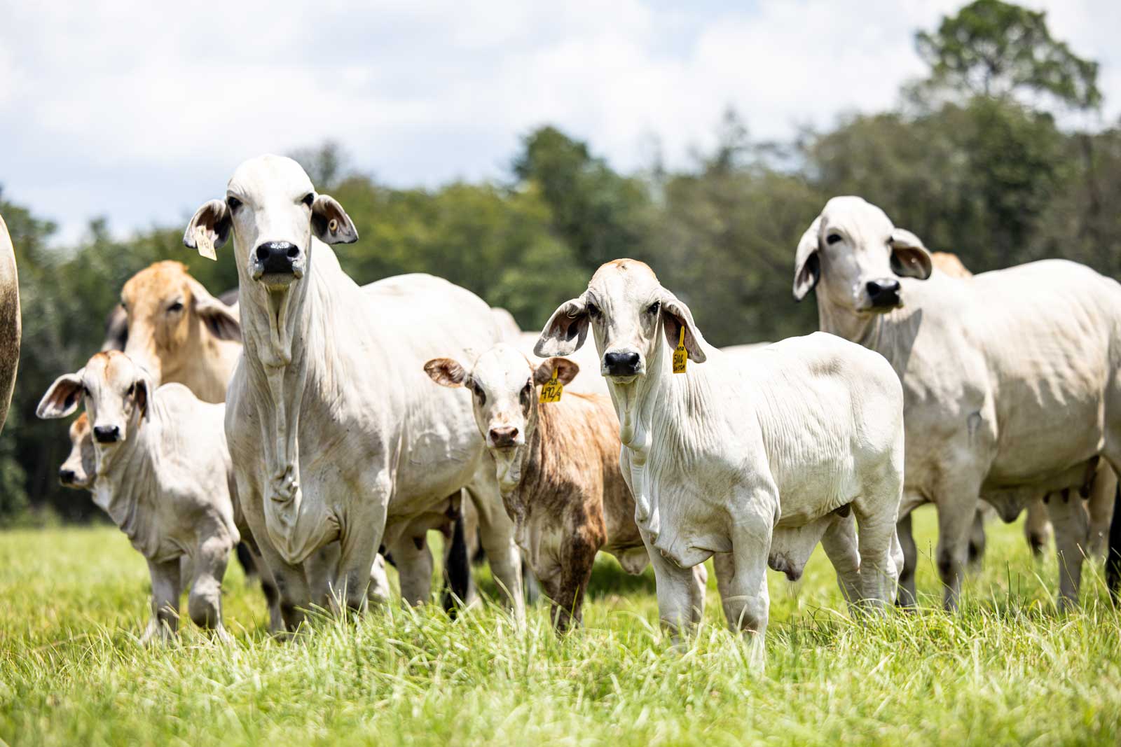 Circle F Farms in Baxley, GA (4)