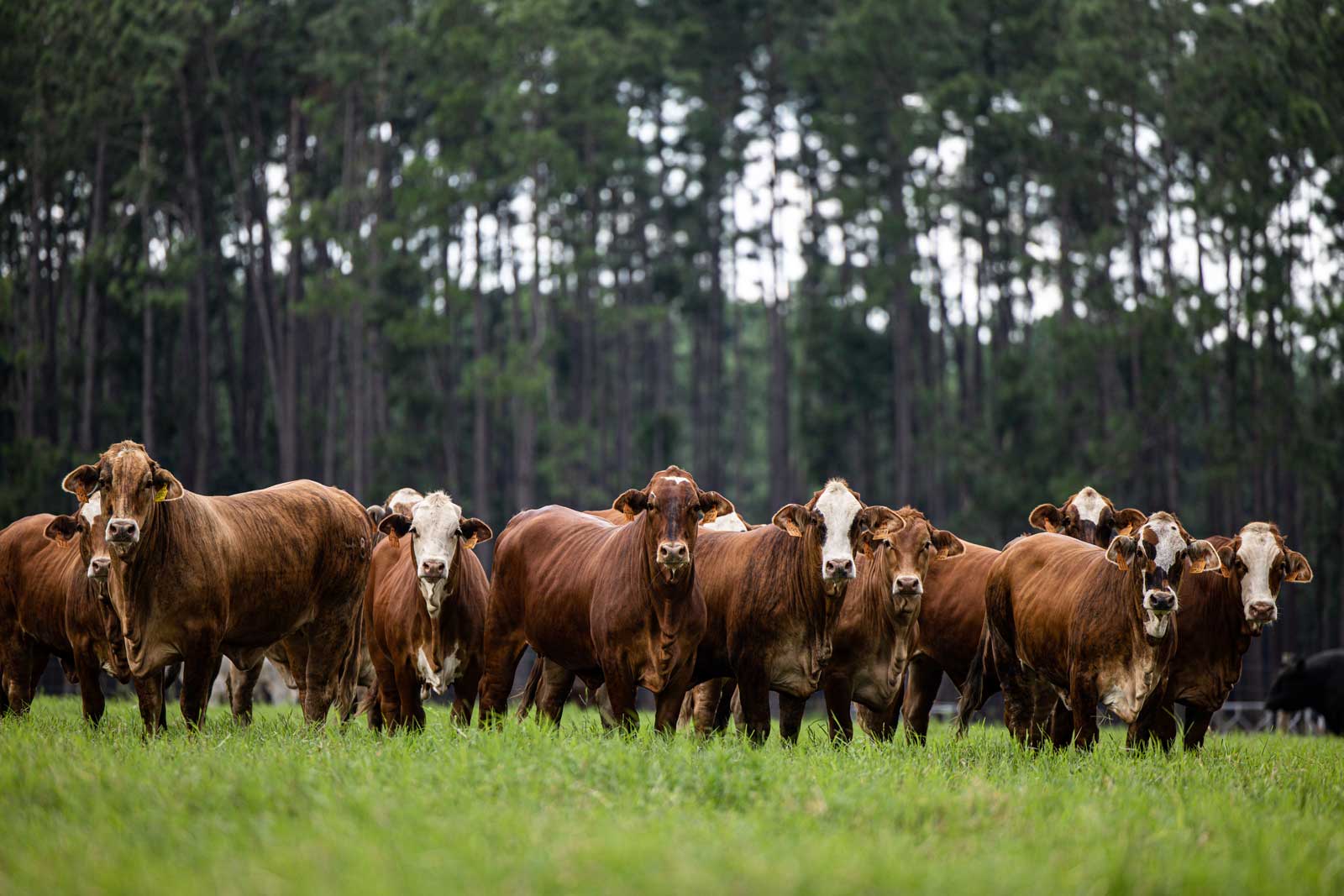 Circle F Farms in Baxley, GA (5)