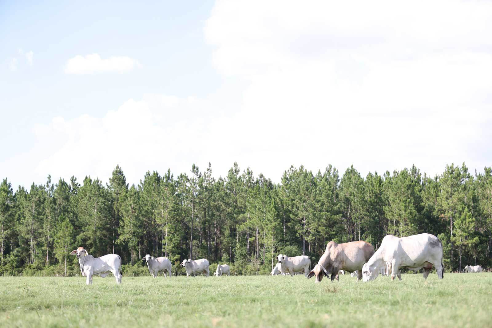 Circle F Farms in Baxley, GA (6)