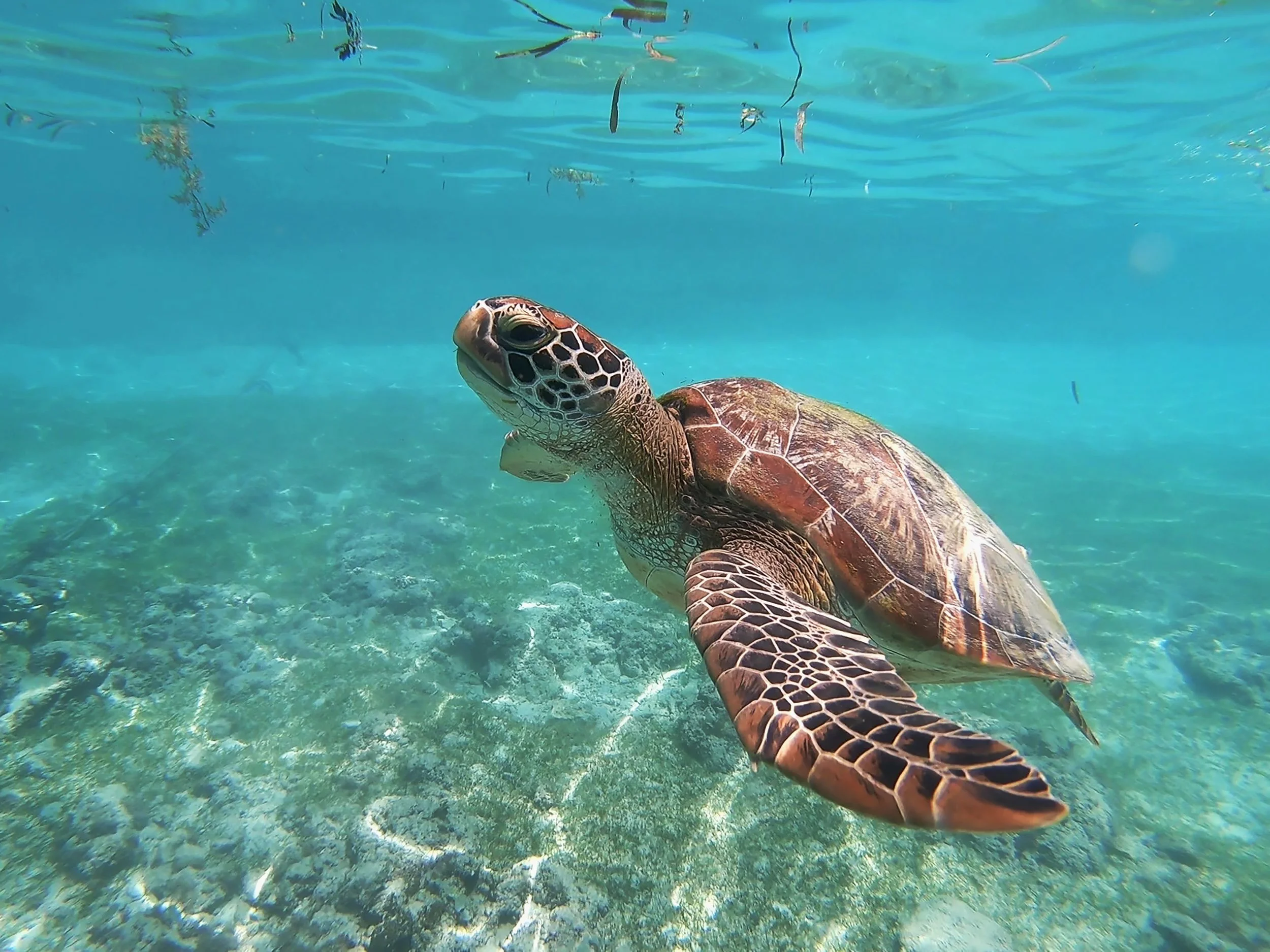 The Tiny Turtle in Cocoa Beach, FL (6)