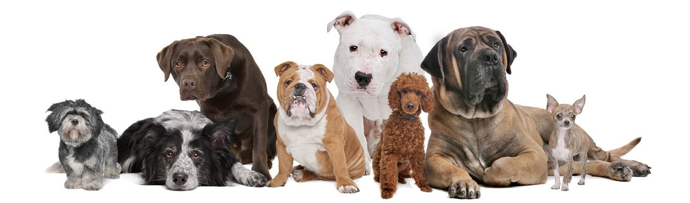 Gold Clipper Pet Salon in La Porte, IN (2)