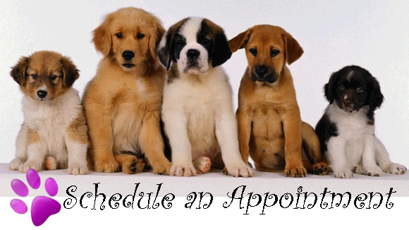 Gold Clipper Pet Salon in La Porte, IN (3)
